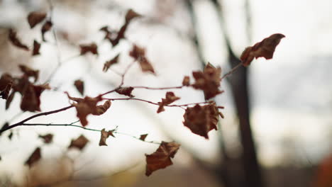 dry leaves cling to slender branches, swaying gently in breeze against soft-focus blurred background, crisp, curled edges and brittle texture highlight transition of seasons