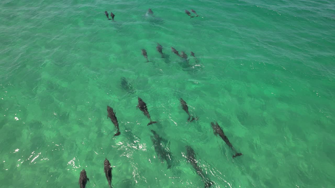 Pod Of Common Bottlenose Dolphins Swimming In Blue Sea. Tursiops Truncatus In Australia. aerial shot