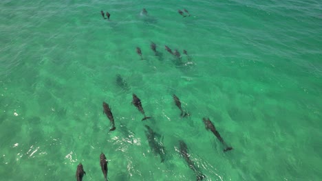pod of common bottlenose dolphins swimming in blue sea. tursiops truncatus in australia. aerial shot