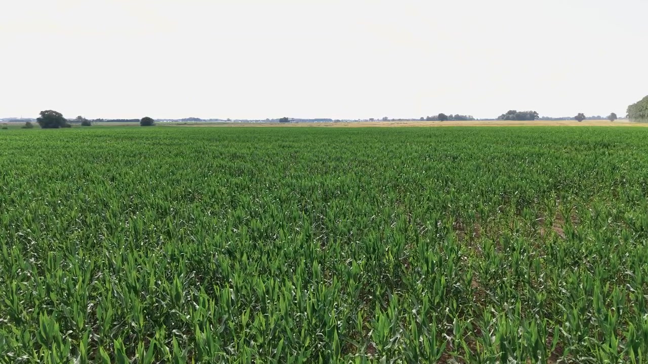 Expansive green cornfield stretches to the horizon under clear skies, captured in a wide, static shot with natural daylight highlighting vibrant midsummer growth. No people visible.