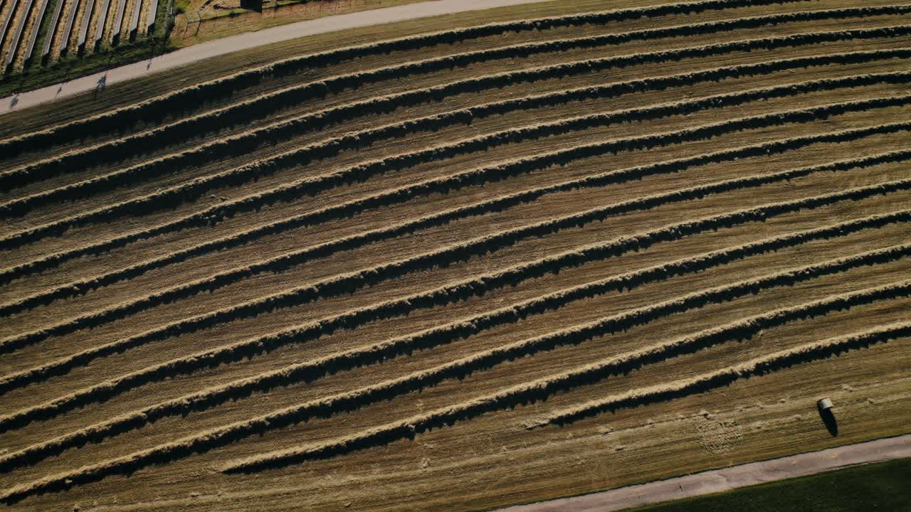 fotografía aérea de una persona solitaria caminando por vastas filas de viñedos en un día soleado, tonos verdes y marrones