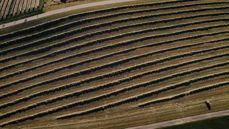 Aerial-shot-of-a-lone-person-walking-by-vast-vineyard-rows-on-sunny-day,-green-and-brown-tones