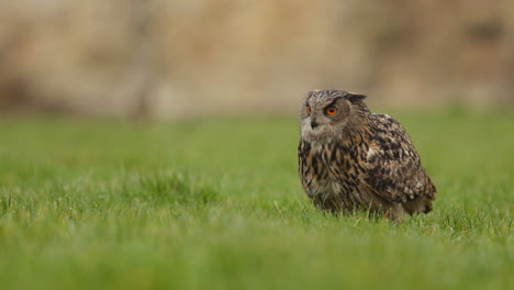 eagle owl in a grassy field