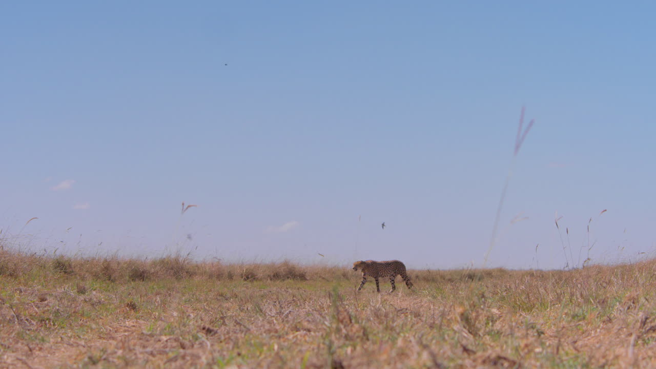Extreme wide shot of collard cheetah walking across the savannah