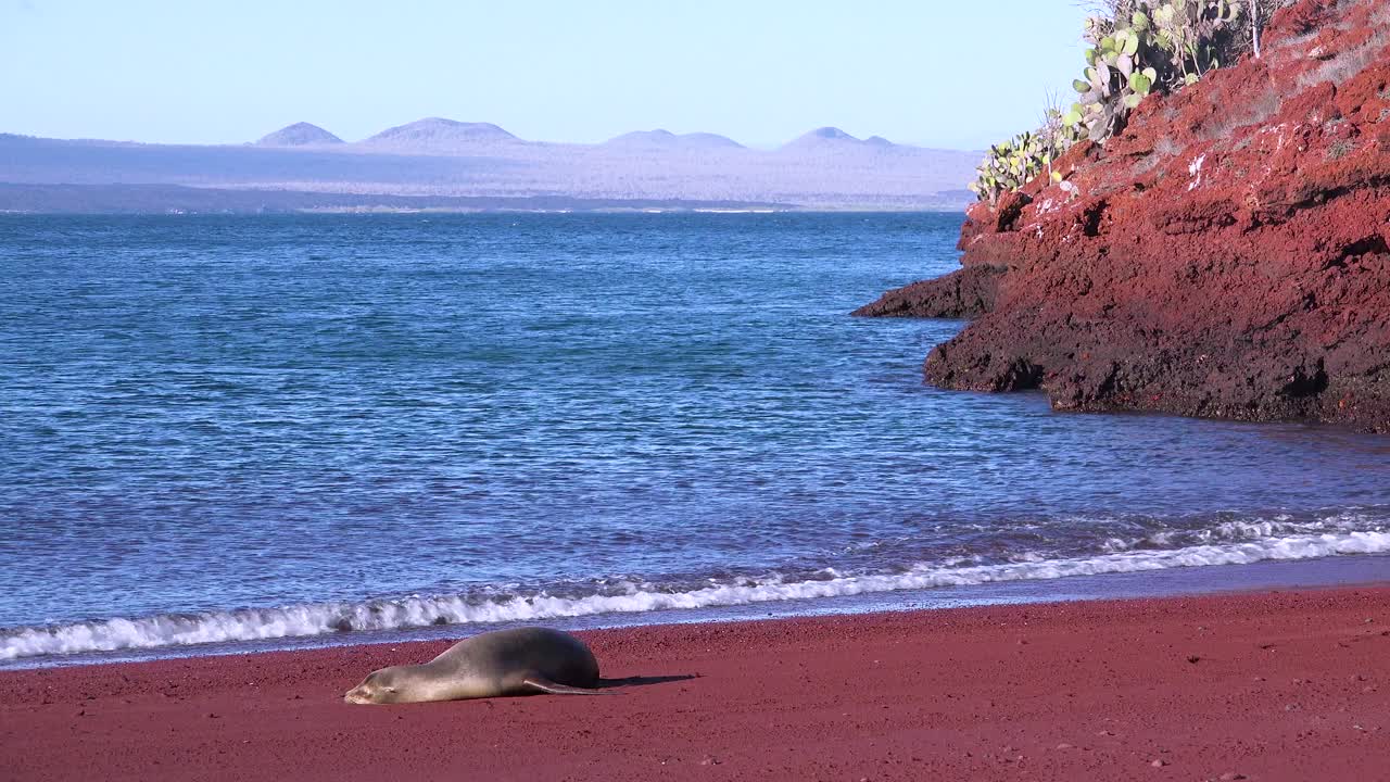 Merileijona nukkuu punaisella hiekkarannalla Galapagossaarilla Ecuadorissa.