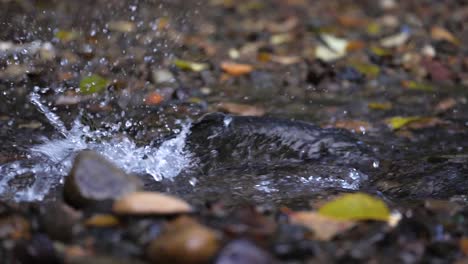 slow motion medium shot of salmon spawning in british columbia