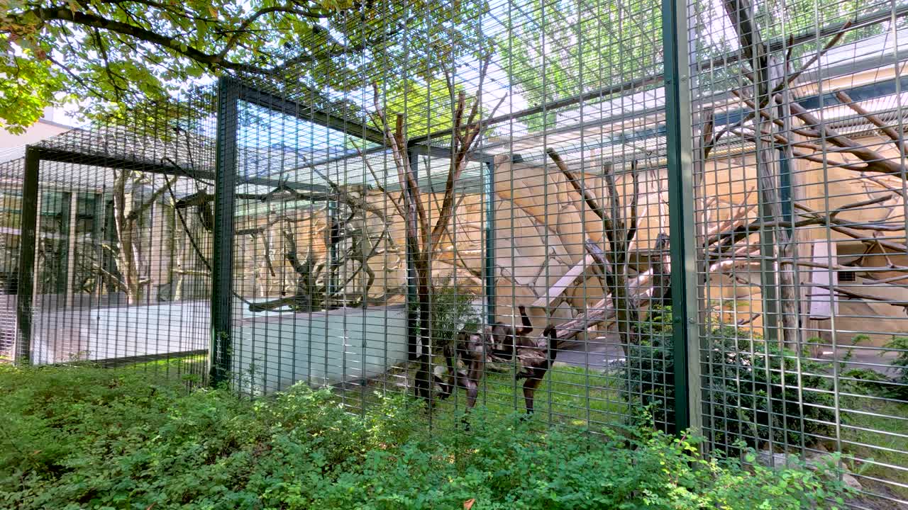 Several monkeys move and climb on branches inside a spacious outdoor zoo enclosure with metal fencing, natural foliage, and soft daylight. Camera remains steady