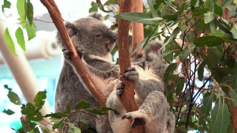 two cute and adorable koalas dozing off on the fork of the tree, taking a nap during the day, close up shot