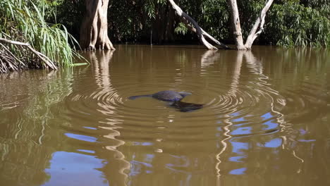 Bird in a Swampy River