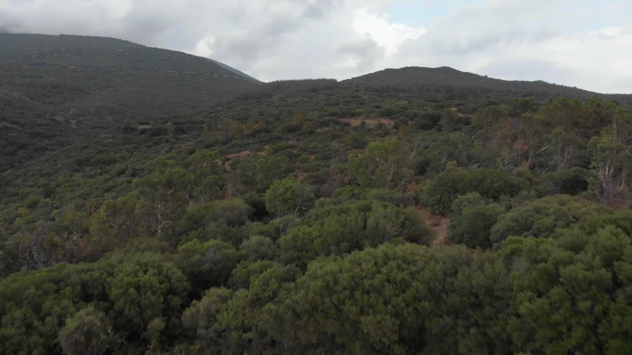 Ripresa drone in volo sopra un campo di grano e una foresta piena di cespugli in una giornata di sole parzialmente nuvolosa