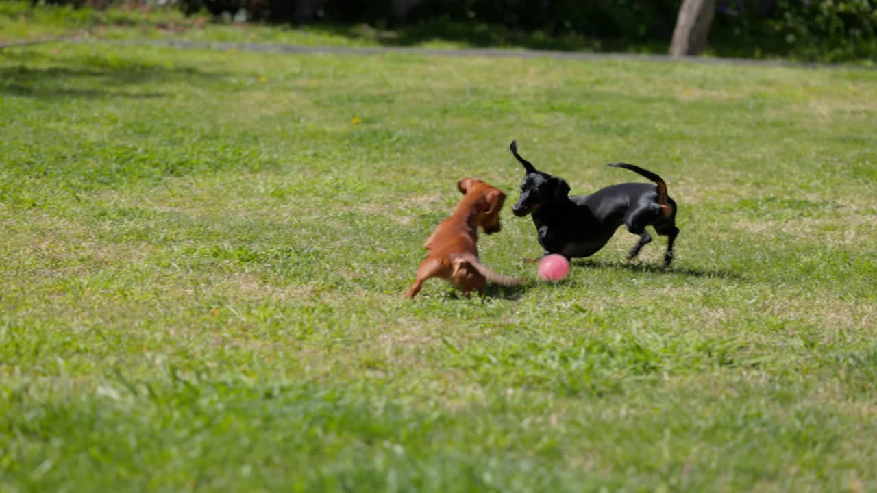 Dachshunds playing on the grass