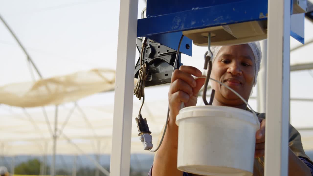 Lavoratore che pesa un cesto di mirtilli in una piantagione di mirtilli 4K