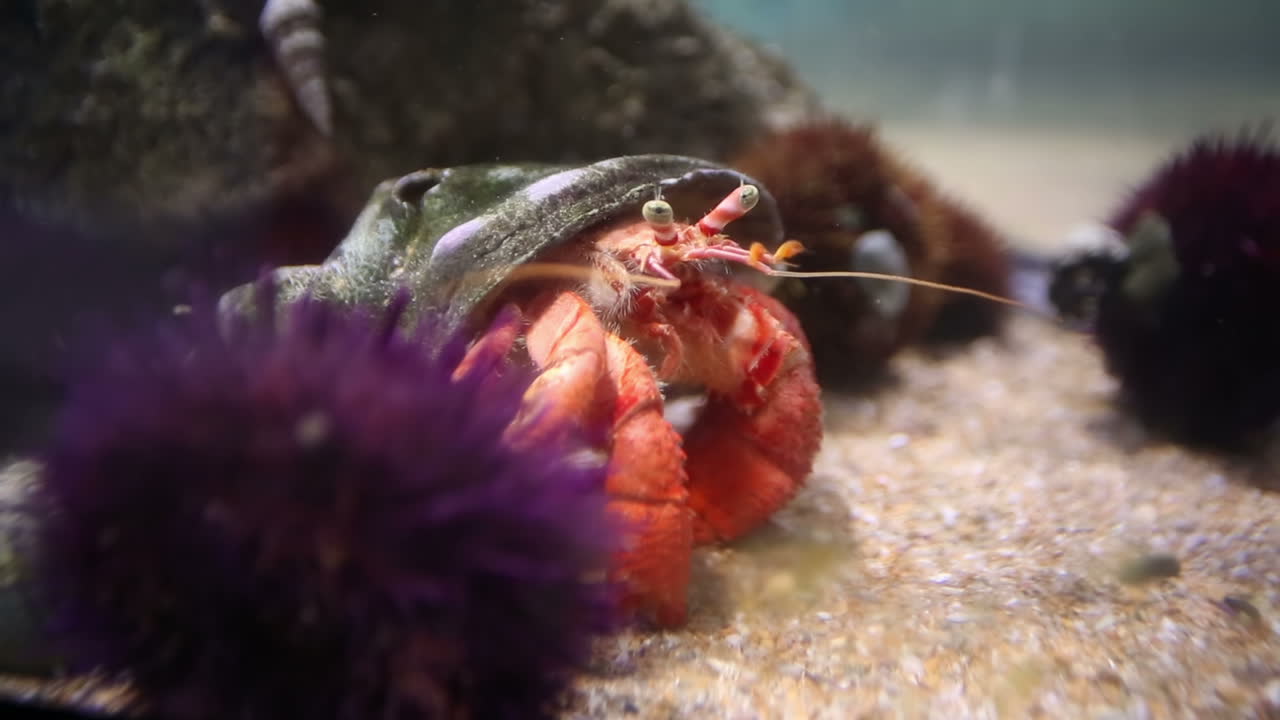 발렌시아 수족관 39