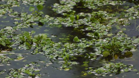 swamp plant on water surface