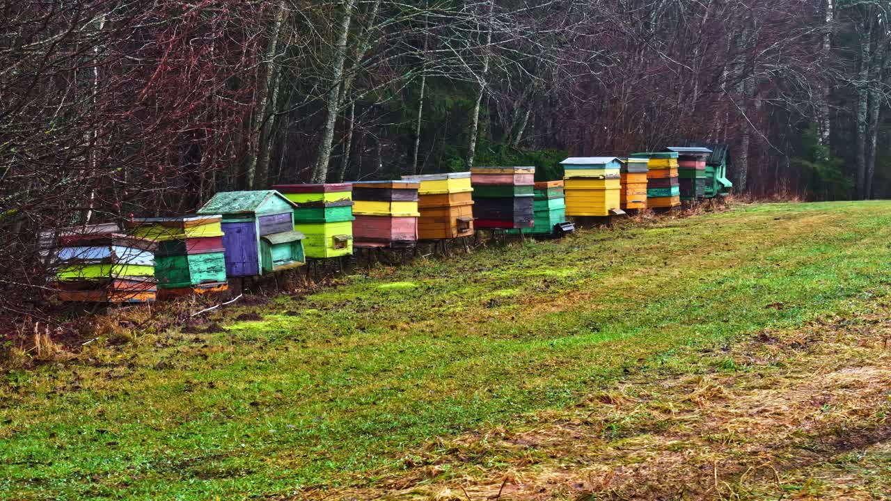 Drone pan right over colorful wooden beehives placed along forest edge beside grassy field. Rural apiary landscape representing honey production and sustainable beekeeping