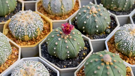 una secuencia de cactus en un invernadero, que muestra flores vibrantes y diversas texturas bajo luz natural