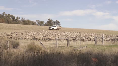 A-stationary-shot-of-a-vehicle-herding-the-sheep-in-the-field