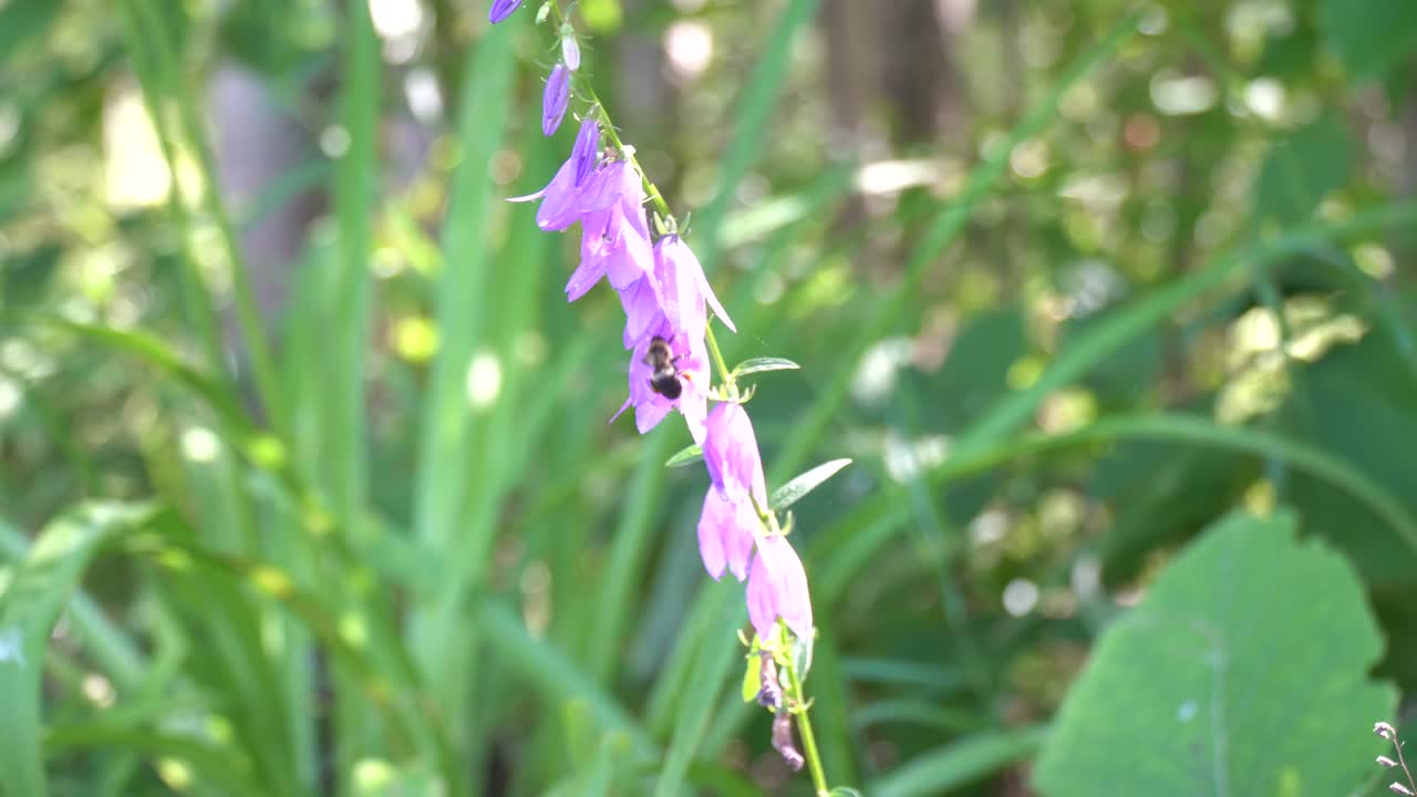 Creeping Bellflower with a bumblebee pollinating