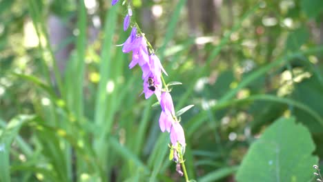 creeping bellflower with a bumblebee pollinating