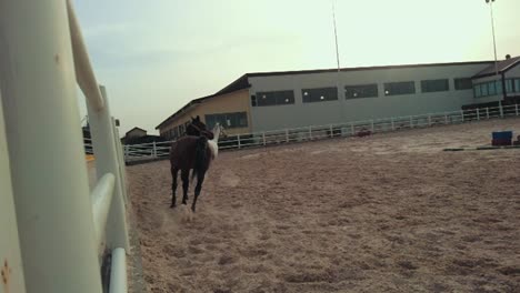 horse training slow movement slow motion