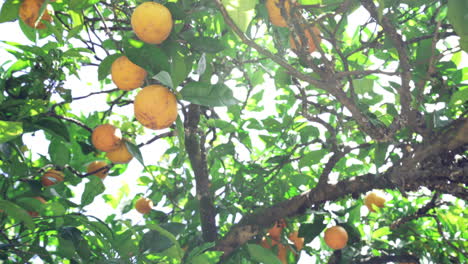 Die-Obige-Ansicht-Eines-Orangenbaums-Mit-Vielen-Orangenfrüchten,-Die-Tagsüber-Zur-Ernte-Bereit-Sind---Nahaufnahme