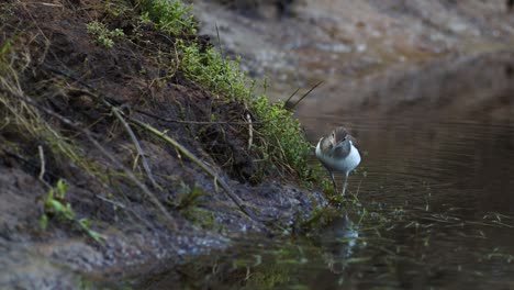 Common-sandpiper-is-looking-for-food-at-river-bank-mud-in-spring