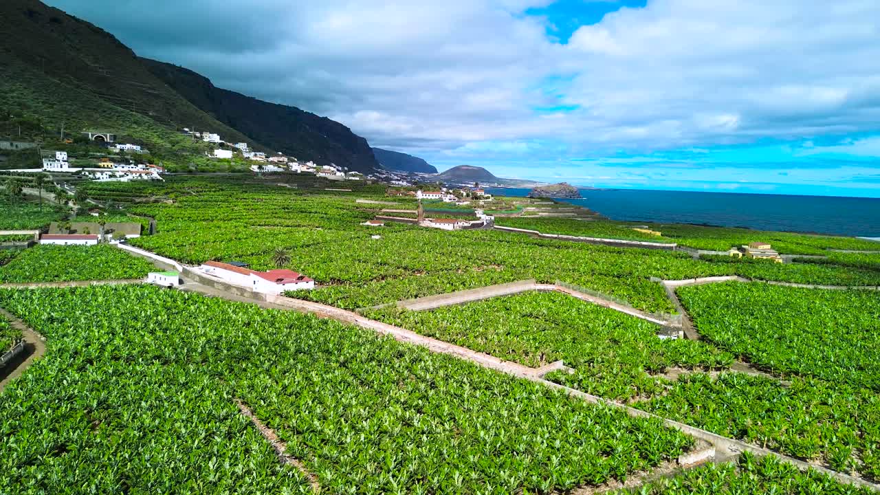 Lush banana plantations in tenerife, canary islands, with ocean, aerial view