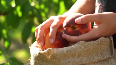 gathering fresh peaches: a person's hands skillfully picking juicy fruits from a burlap bag surrounded by lush greenery on a sunny day