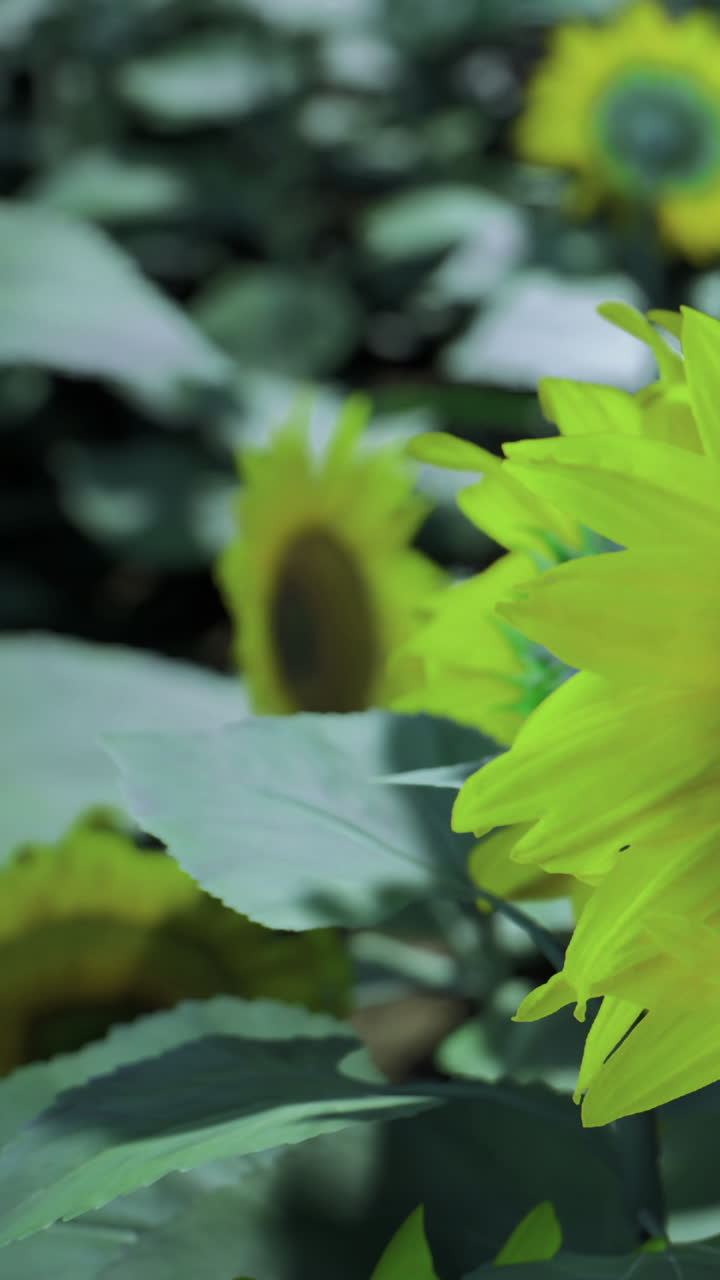 Girasoli vivaci che ondeggiano dolcemente nella calda brezza estiva.