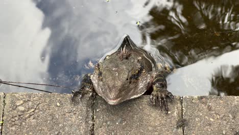 wildlife close up shot of australian water dragon, intellagama lesueurii resting by the edge of the water pond, breathing slowly with visible belly movements at brisbane botanical garden, australia