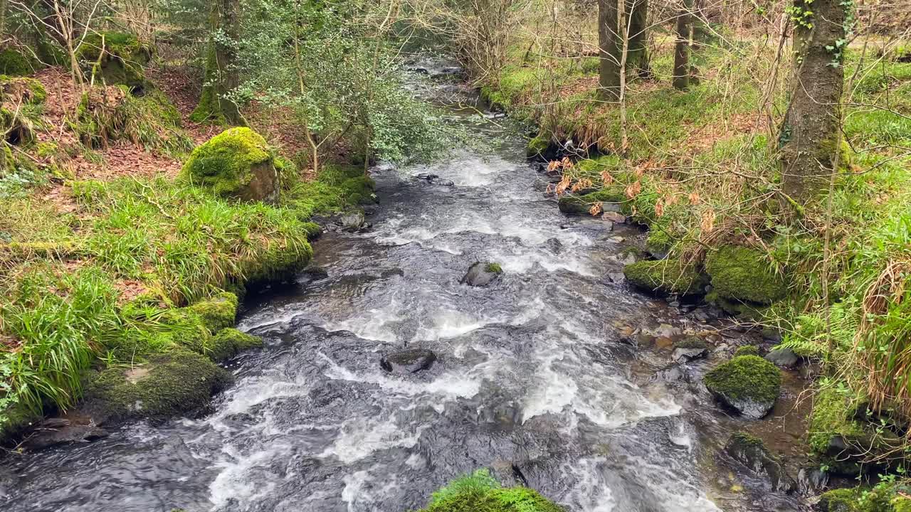 Stream flowing through a forest in Wicklow mountains