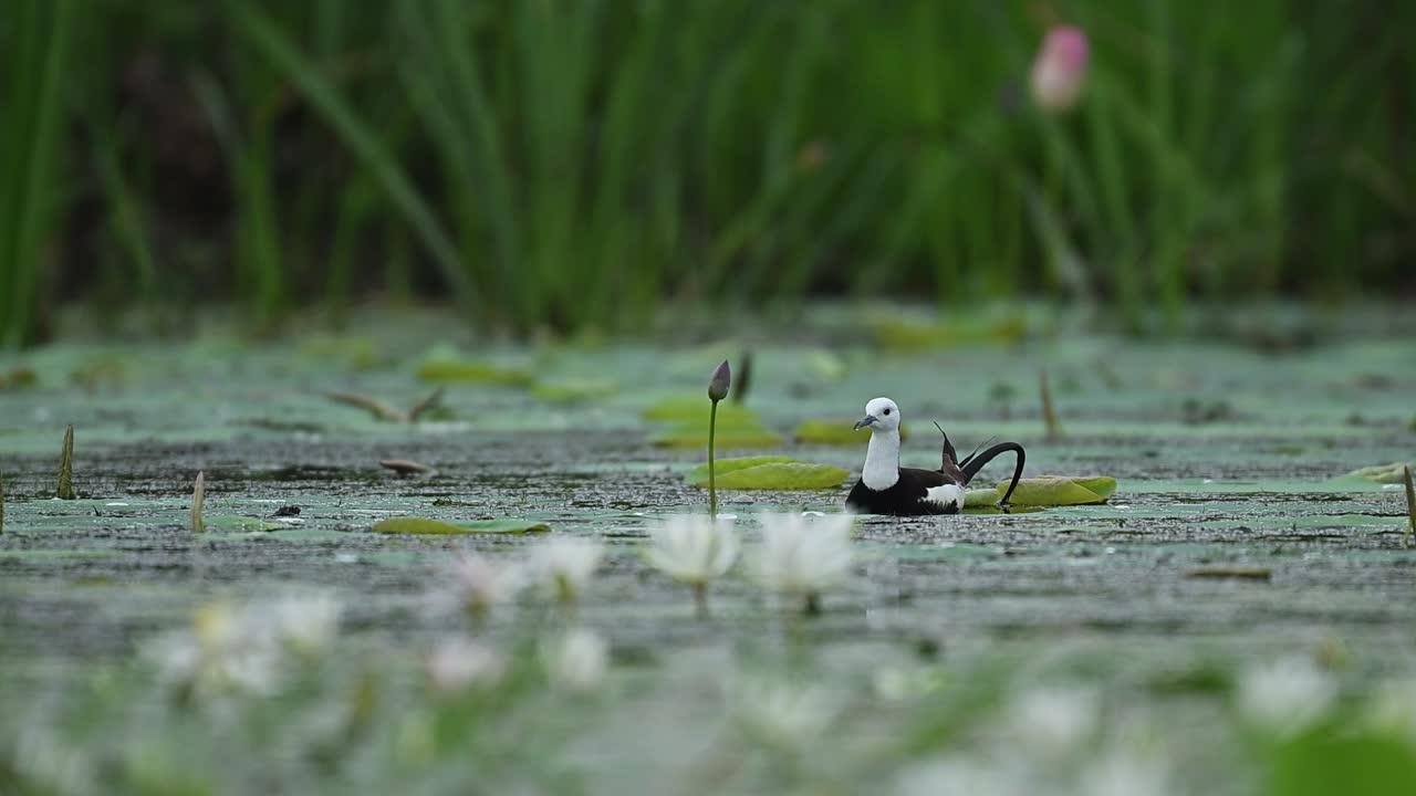 Jacana bends to feed among floating lilies under golden light