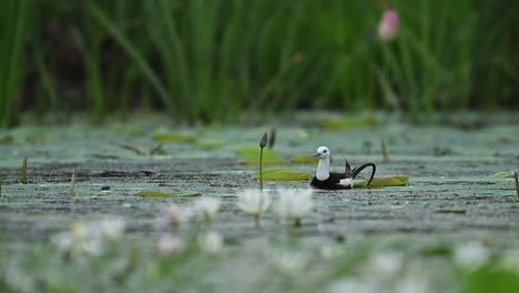 jacana bends to feed among floating lilies under golden light