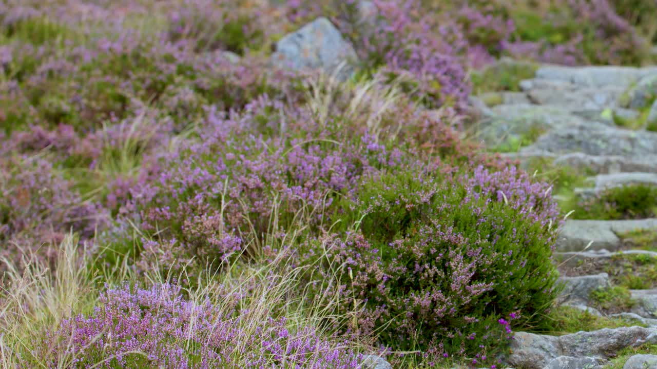 Camera slowly moves up mossy stone steps bordered by blooming heather under soft natural light