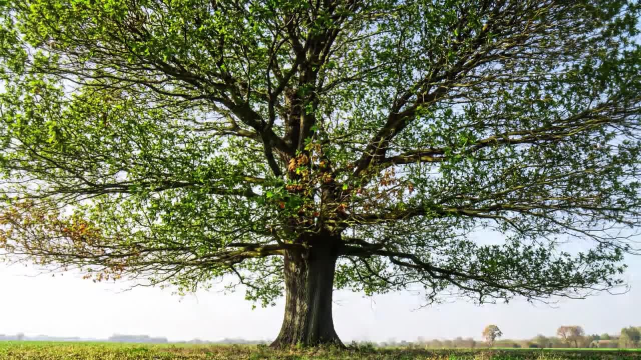 A strong oak tree stands proudly in an open field, its thick trunk supporting a wide canopy of vibrant green leaves. The clear sky and distant trees enhance the peaceful atmosphere.