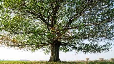 a strong oak tree stands proudly in an open field, its thick trunk supporting a wide canopy of vibrant green leaves. the clear sky and distant trees enhance the peaceful atmosphere.