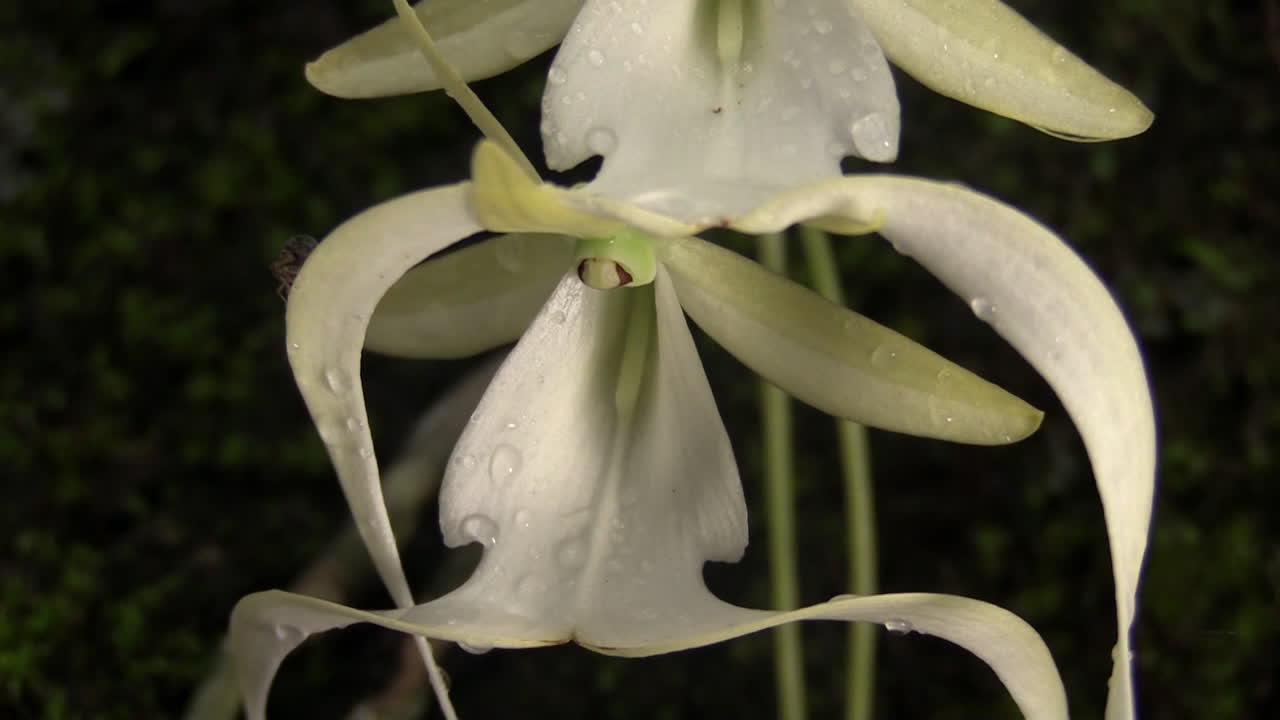 유령 난초는 플로리다의 에버글레이즈에서 자랍니다.
