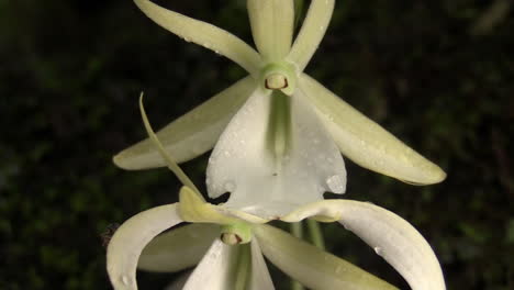 a ghost orchid grows in the everglades in florida