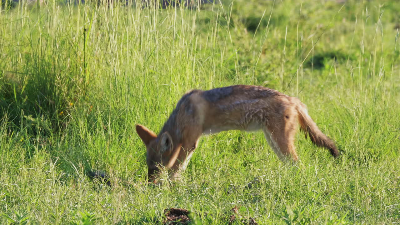 un chacal de lomo negro masticando un hueso viejo en una llanura cubierta de hierba en botswana