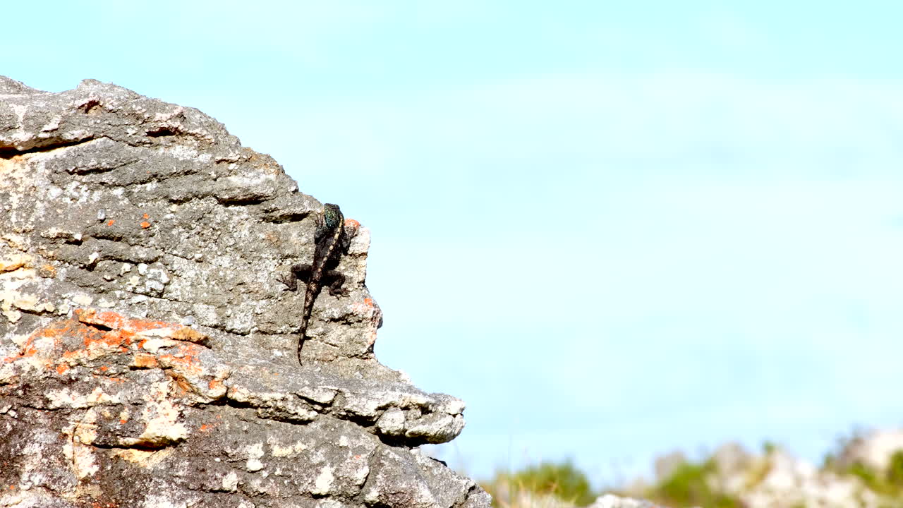 남아프리카 공화국 핀보스 산의 바위 위에서 을 고 있는 남쪽 바위 아가마