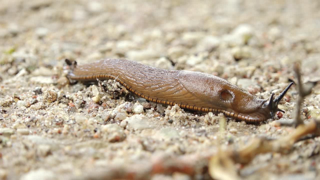 Close-up of a Brown Slug Crawling on the Ground