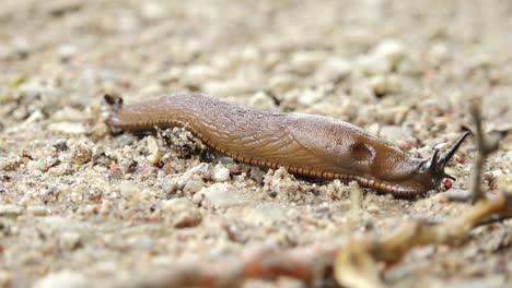 close-up of a brown slug crawling on the ground