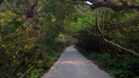 exploring cat ba island by biking through the trees in the forest in vietnam. - pov shot