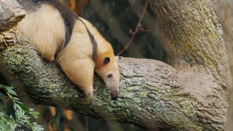 oso hormiguero tamandua del sur muy gracioso arrastrándose sobre su vientre en una rama de árbol