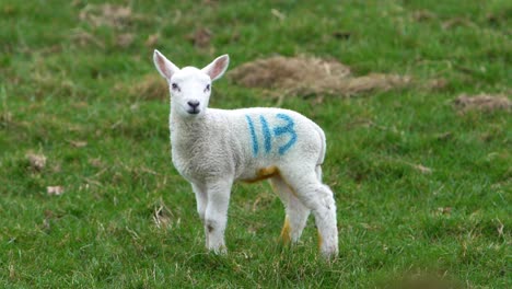 lamb standing and calling out for it's mother in a grass field on a farm