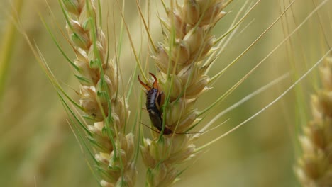 an earwig insect on a wheat head in a wheat field ready for harvest