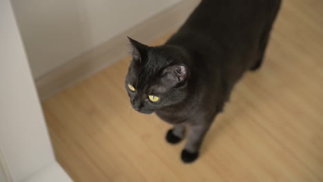 cute domestic black cat staring at something and then walking away