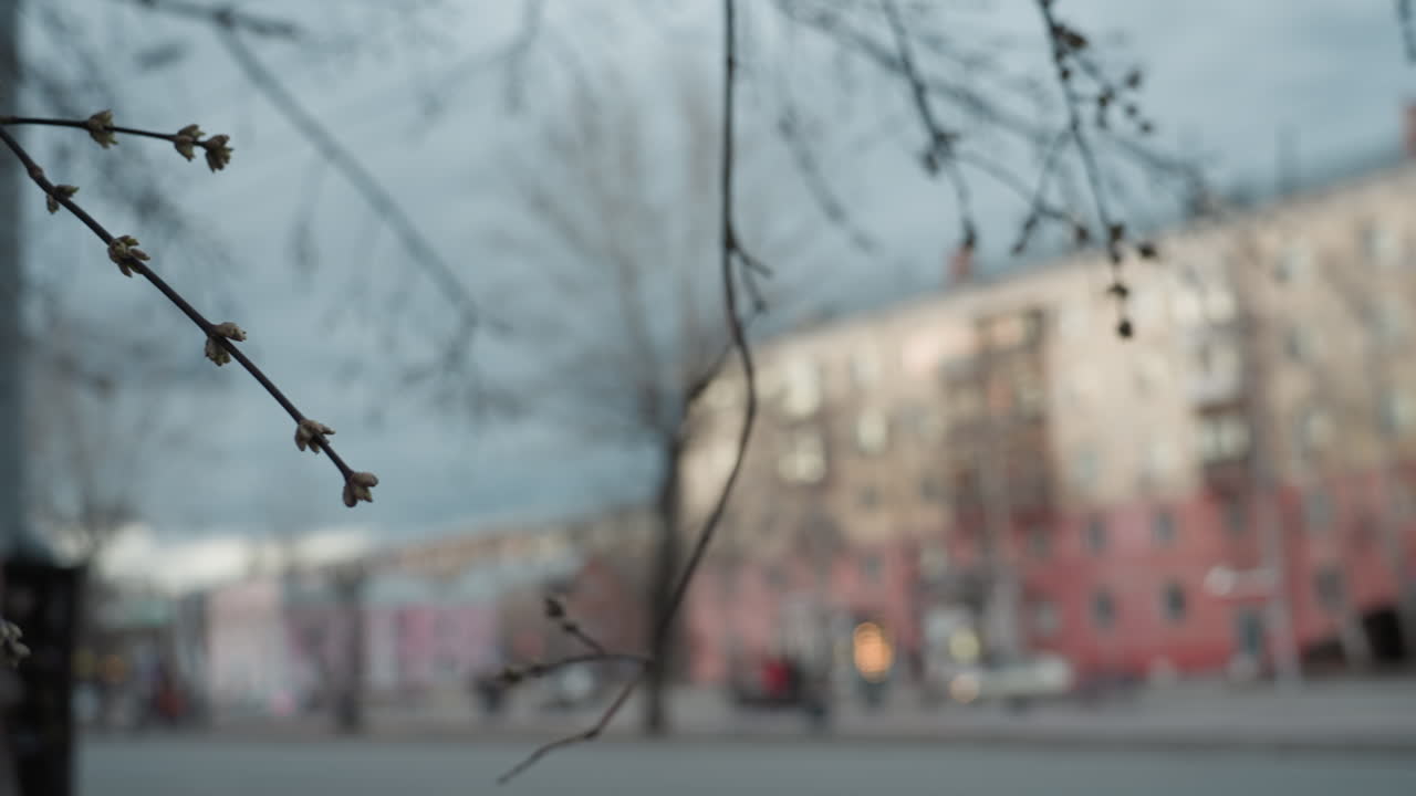 vista de bokeh de una calle de la ciudad con ramas cercanas en foco, capturando a la gente caminando y coches pasando, con fondo borroso con edificios y tráfico