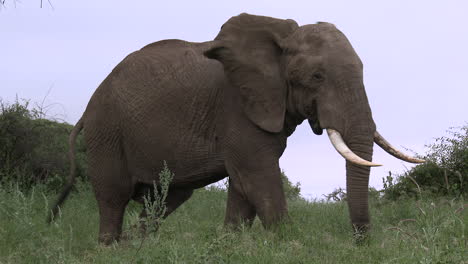 african elephant big bull walking in shrubs in low angle view, of amboseli n