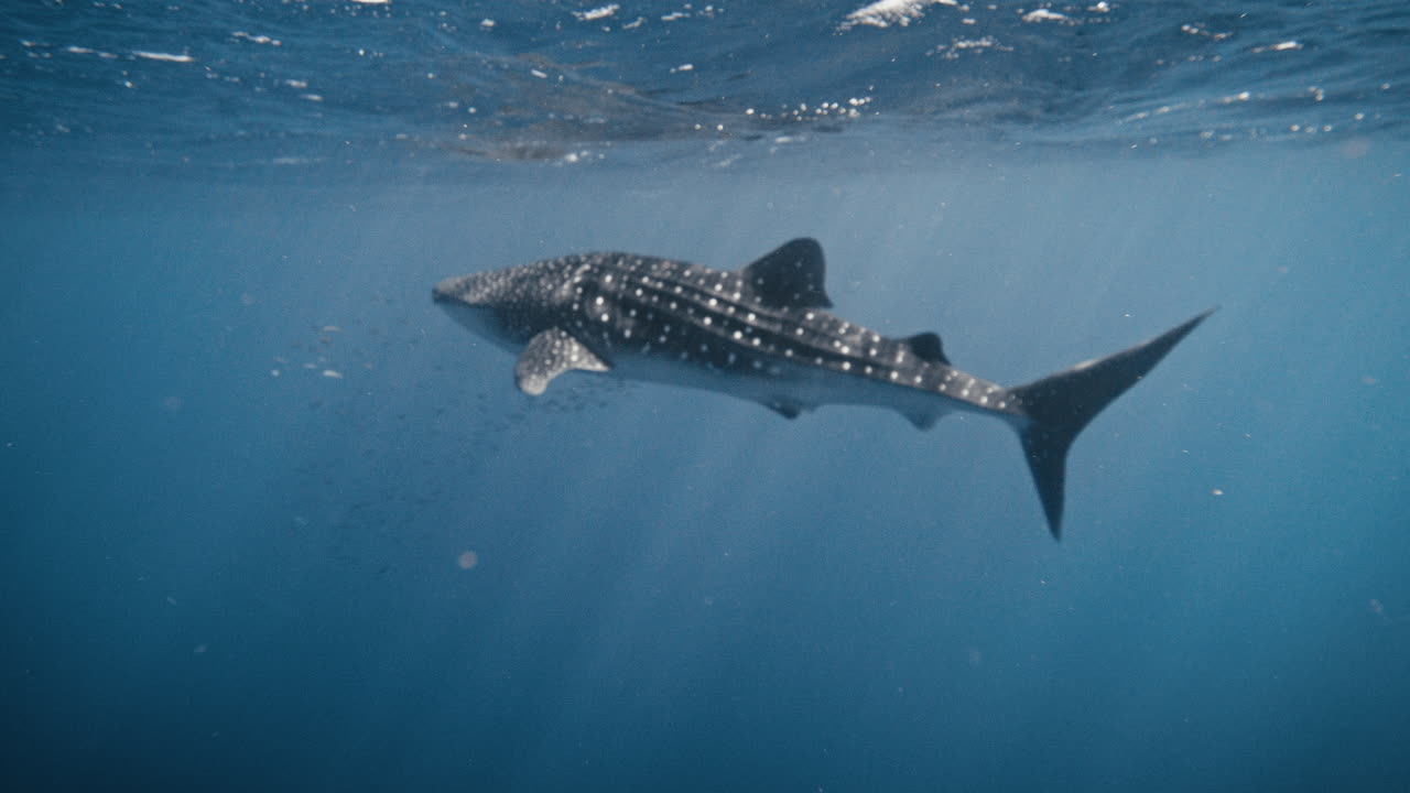 천천히 움직이는 밝은 파란색 바물에서 헤엄치는 고래 상어의 넓은 모습